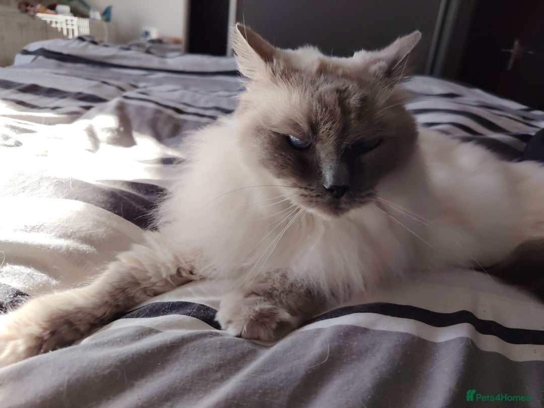 Ragdoll cats for sale: Cloud - Blue Point Ragdoll - Advert 4