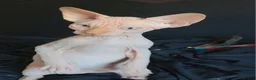 Sphynx cats for sale: Beautiful  Kittens 2 Boys & 1 Girl Available 💎 - Advert 6