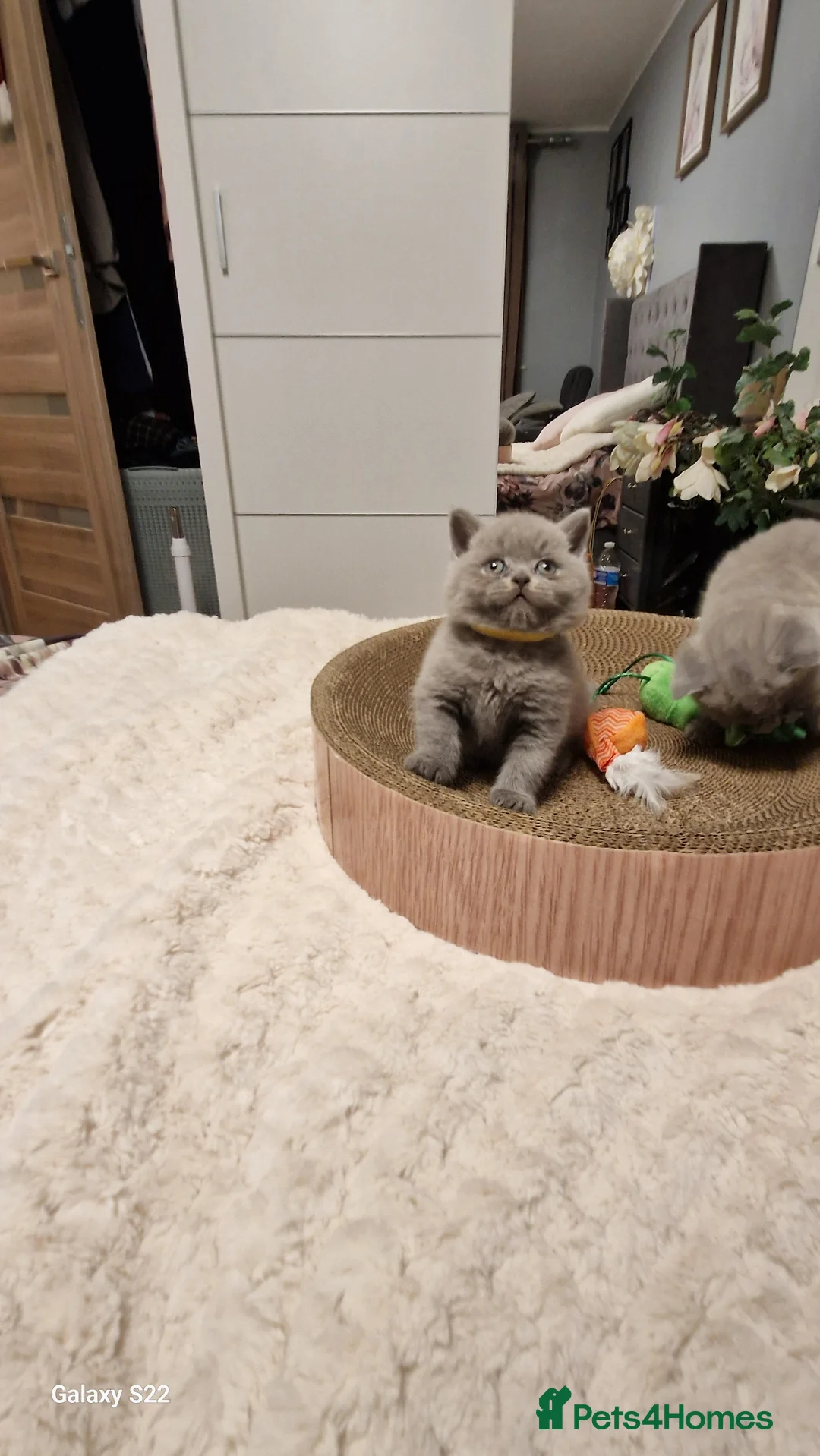 British Shorthair cats for sale: British shorthair kittens - Advert 3