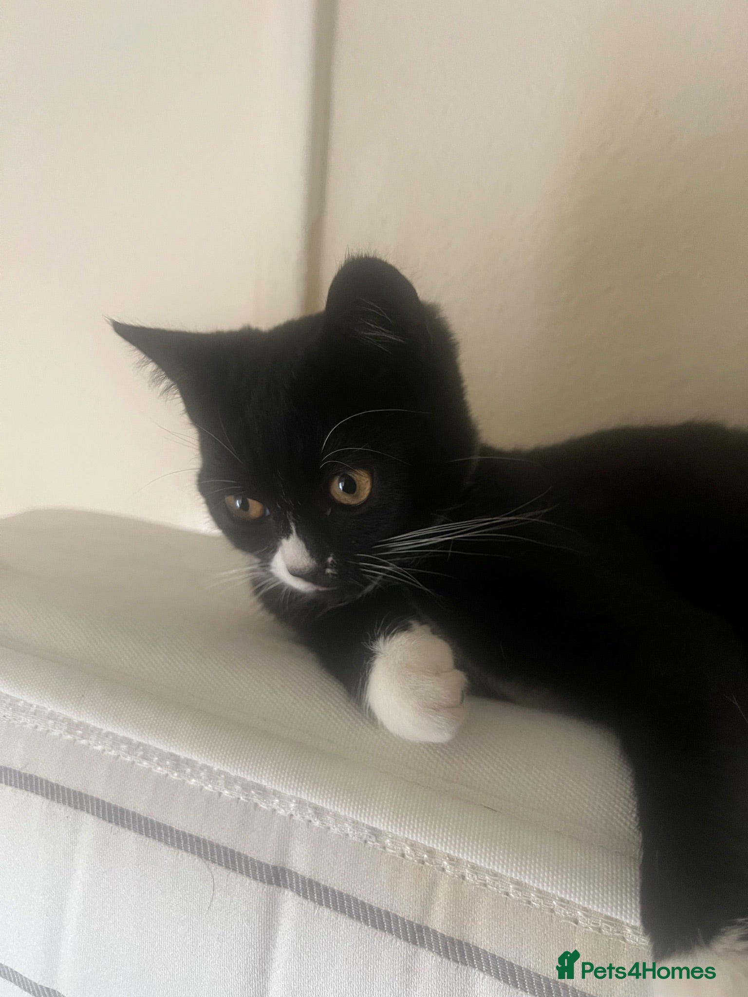 Domestic Shorthair cats Peaceful kitten needs a home - Advert 19