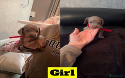 Miniature Dachshund dogs for sale: beautiful miniature Dachshunds  - Image 5