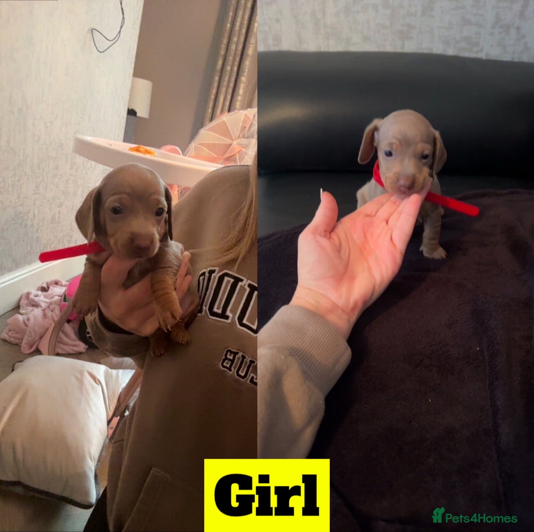 Miniature Dachshund dogs for sale: beautiful miniature Dachshunds  - Image 5