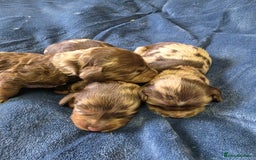 Cockapoo dogs for sale: Cockapoo puppies - Image 17