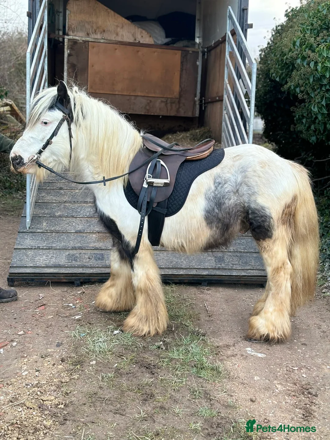 Irish Cob horses for sale: 11.2 ride and drive pony  - Advert 1