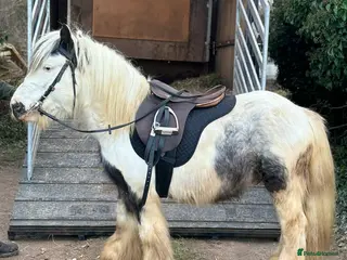 Irish Cob horses 11.2 ride and drive pony - Advert 1