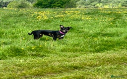 Mixed Breed dogs for sale: Beautiful 2.5 years old Daisy  - Image 10