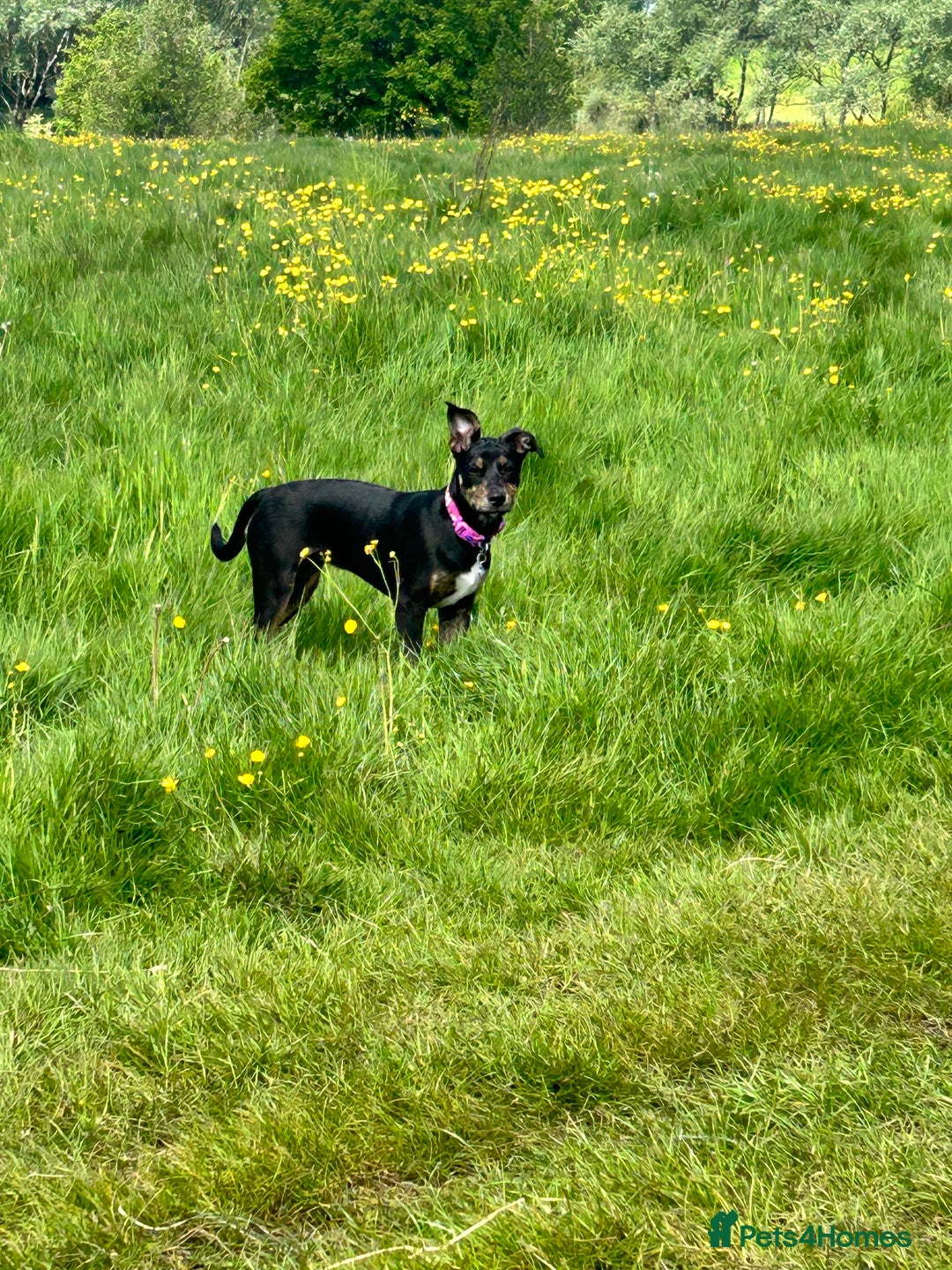 Mixed Breed dogs for sale: Beautiful 2.5 years old Daisy  - Image 10