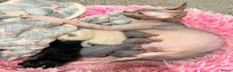 Sphynx cats for sale: Stunning litter of Sphynx kittens (hairless & fur) - Advert 26