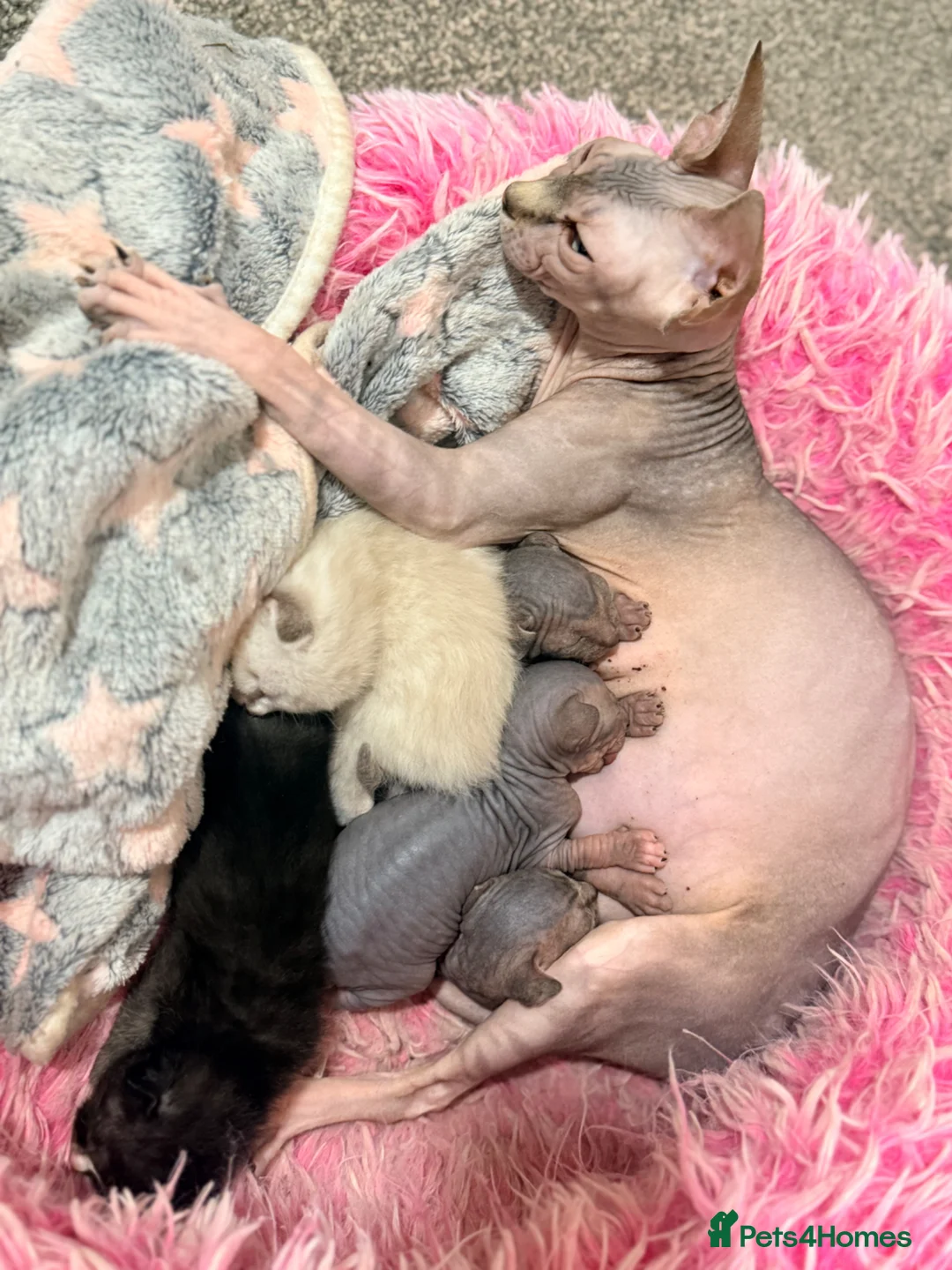 Sphynx cats for sale: Stunning litter of Sphynx kittens (hairless & fur) - Advert 26