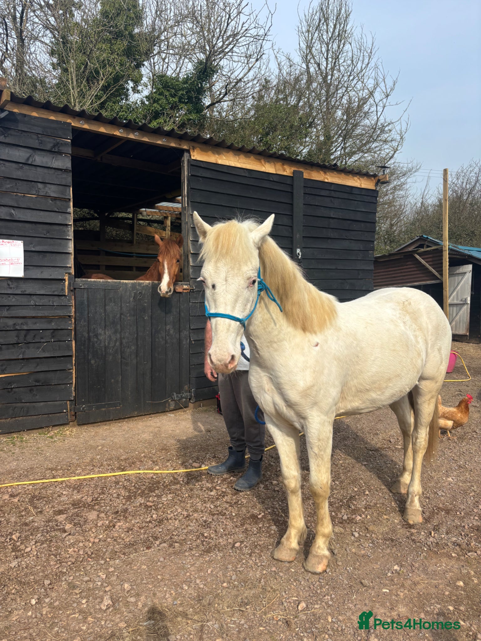 Appaloosa horses 2 Year old Gelding for sale - Advert 1