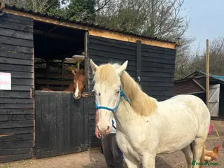 Appaloosa horses 2 Year old Gelding for sale - Advert 1