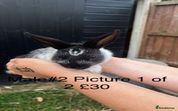 English Spot rabbits for sale: 9 x Adorable baby rabbits for sale  - Image 3