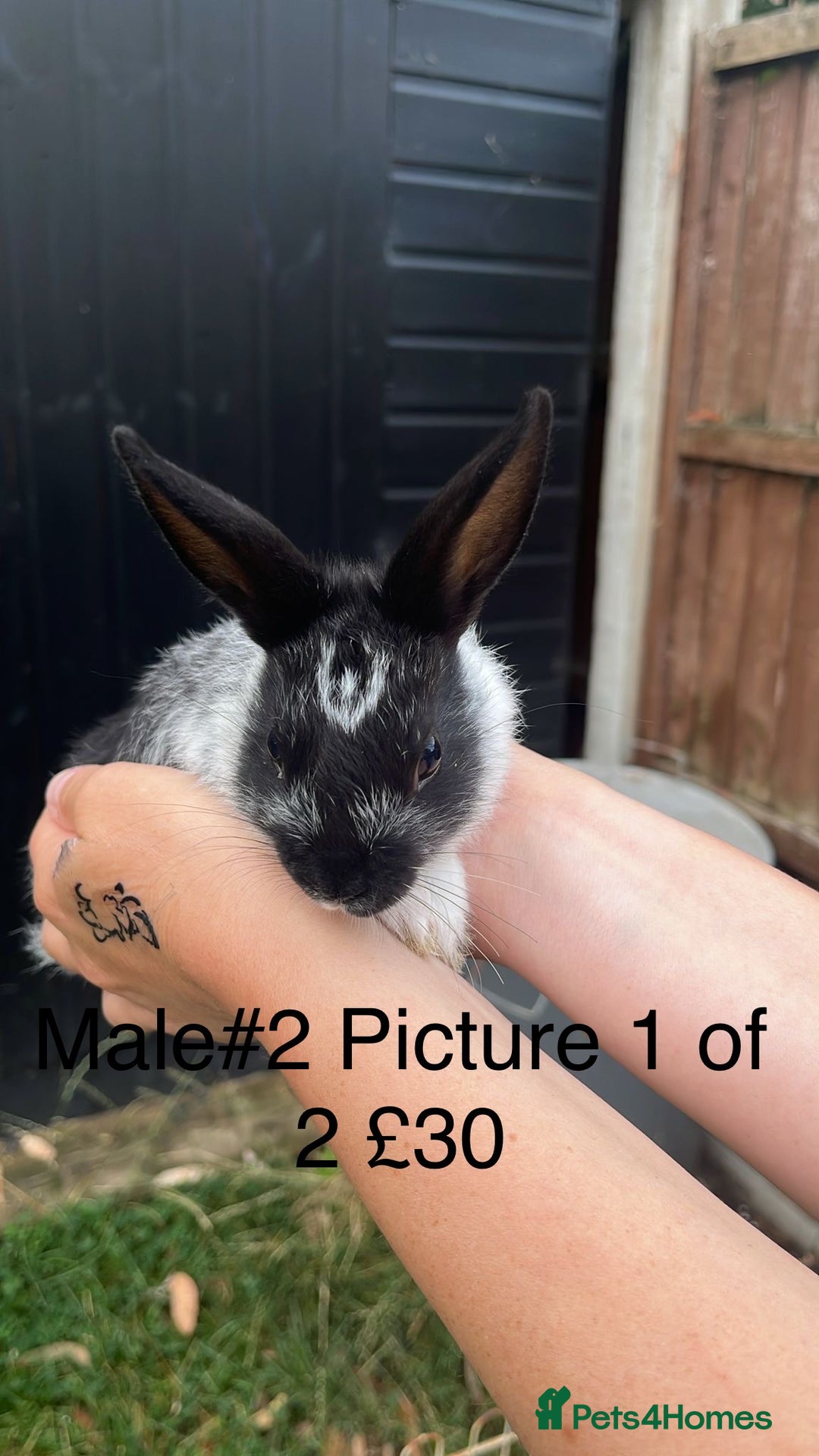 English Spot rabbits for sale: 9 x Adorable baby rabbits for sale  - Image 3