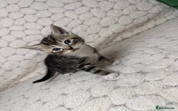 Mixed Breed cats for sale: 7 little kittens - Image 6