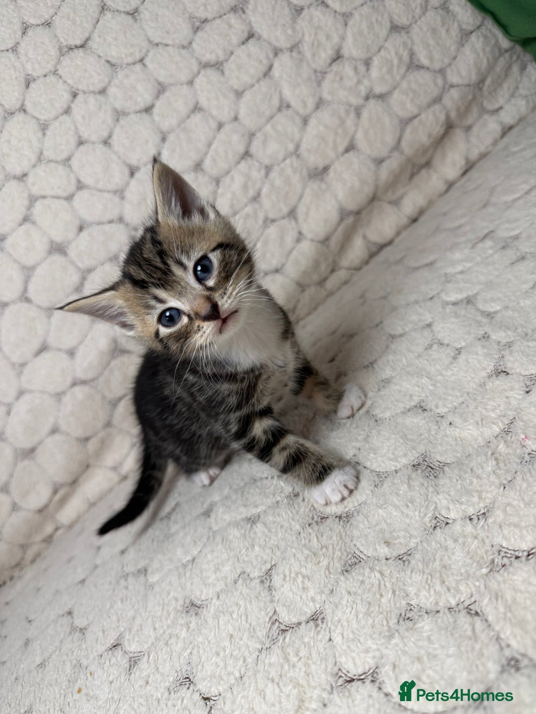 Mixed Breed cats for sale: 7 little kittens - Image 6