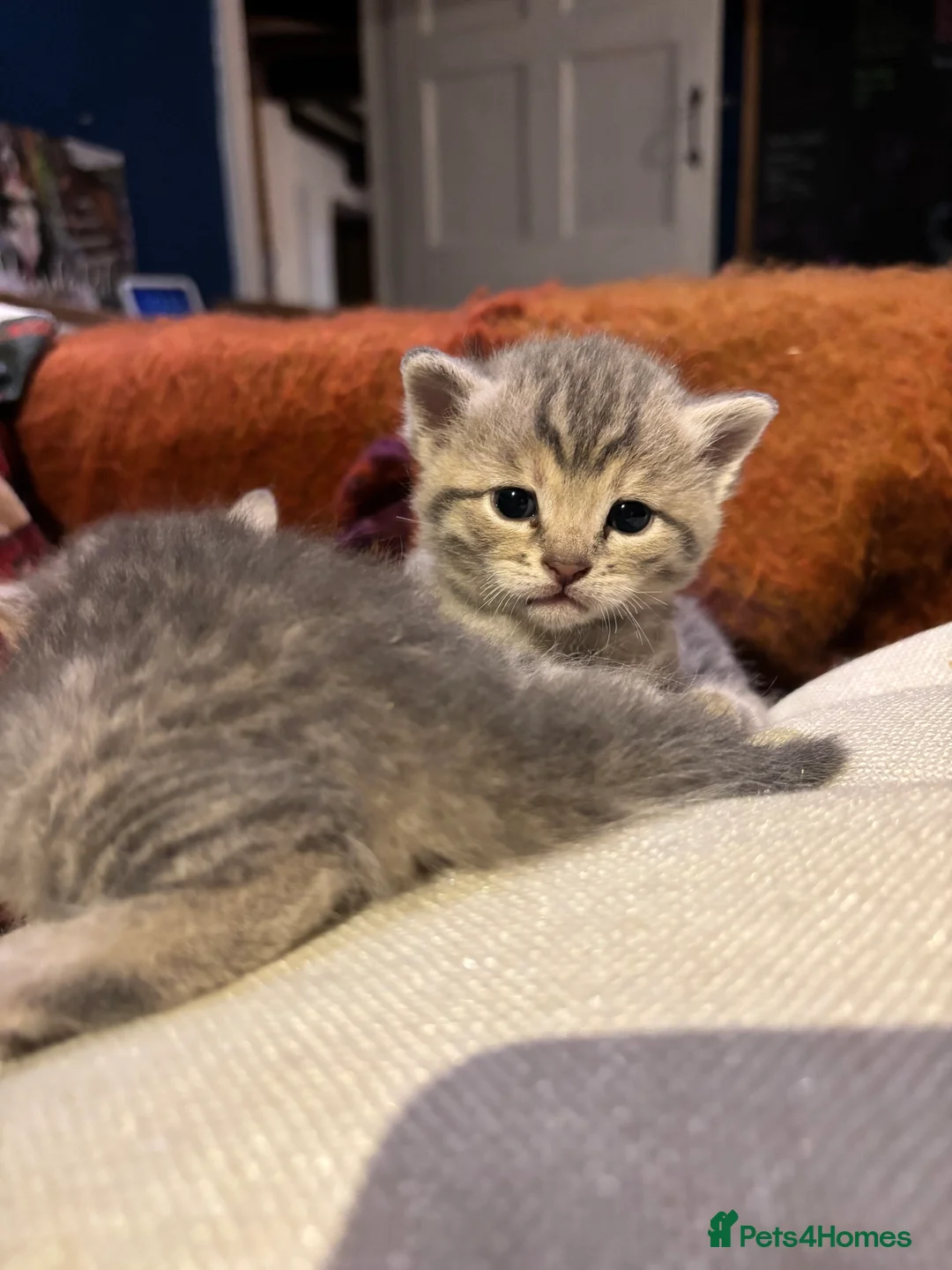 Bengal cats for sale: Stunning Blue Bengal Kittens - Advert 6