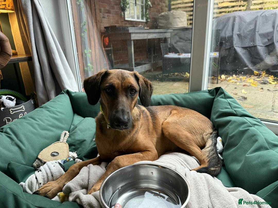 Mixed Breed dogs for adoption: Tony deserves the best forever home - Advert 12