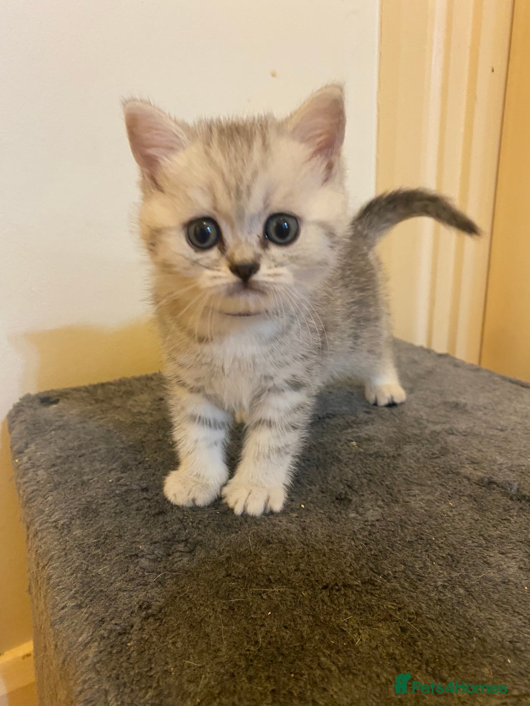 British Shorthair cats for sale: British shorthair kittens, cute and adorable  - Advert 7