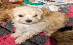 Maltipoo dogs for sale: MALTIPOO. Korean Maltese x Toy poodle.  4 boys - Image 6