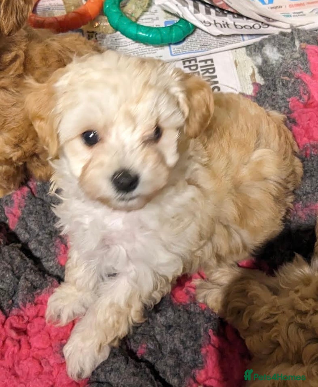 Maltipoo dogs for sale: MALTIPOO. Korean Maltese x Toy poodle.  4 boys - Image 6