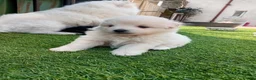 Pomapoo dogs for sale: Pomapoo - Advert 4