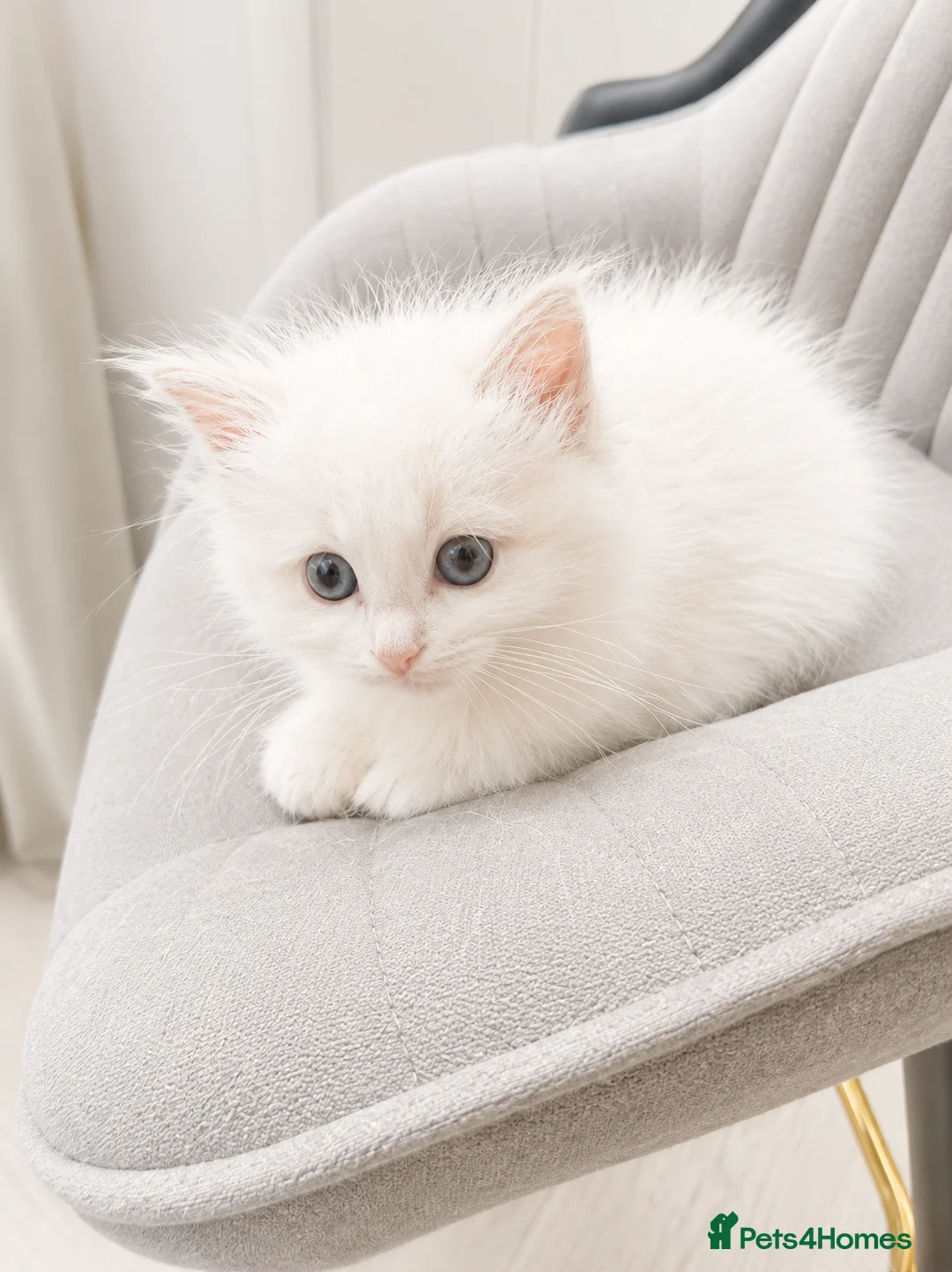 Ragdoll cats for sale: Beautiful Ragdoll Kittens – 3 Females & 2 Males - Advert 2
