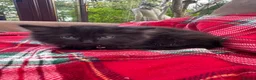 Ragdoll cats for sale: 3/4 ragdoll kittens - Advert 3