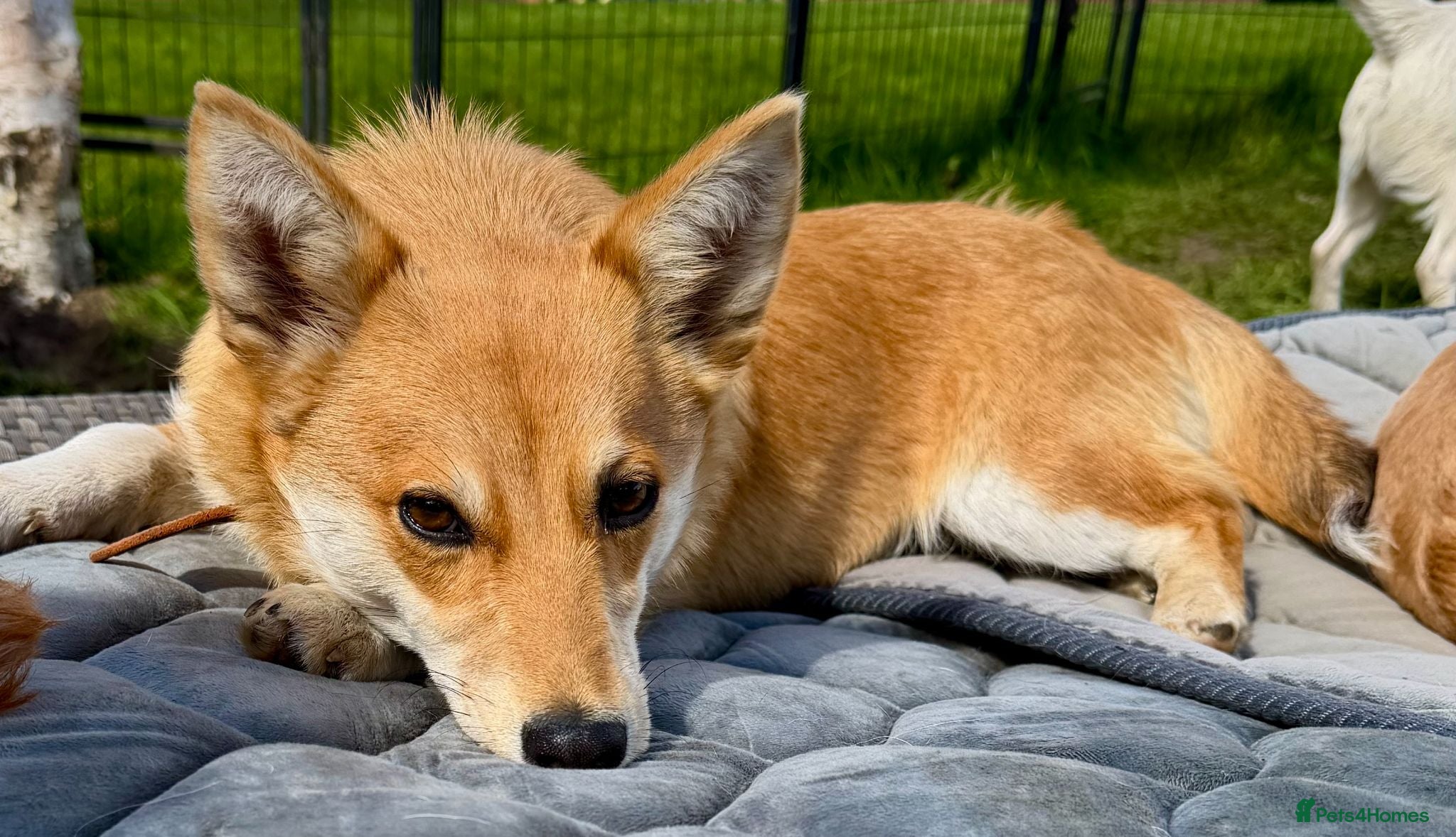 Welsh Corgi Cardigan dogs Britney – Female Welsh Corgi - Advert 1