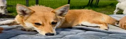 Welsh Corgi Cardigan dogs for adoption: Britney – Female Welsh Corgi - Advert 1
