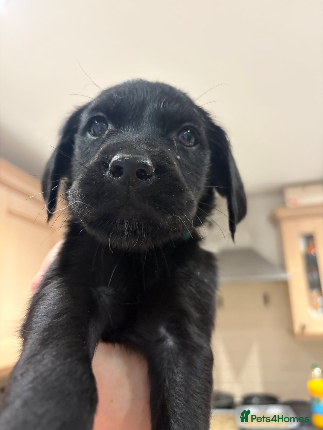 Mixed Breed dogs for sale: Stunning lab/rottie x golden retriever puppies e - Advert 27