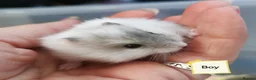 Hamster rodents for sale: Baby Winter white dwarf hamsters  - Advert 9