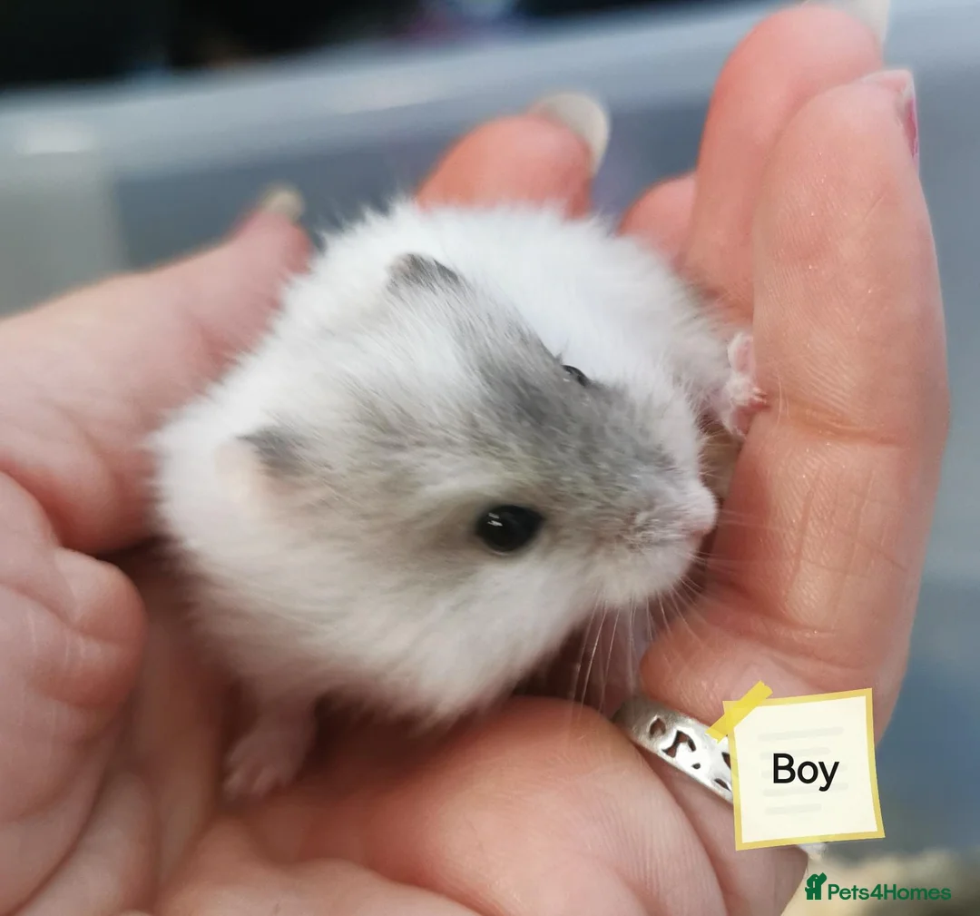 Hamster rodents for sale: Baby Winter white dwarf hamsters  - Advert 9