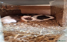 Guinea Pig rodents for sale: Baby guinea pigs  - Image 3