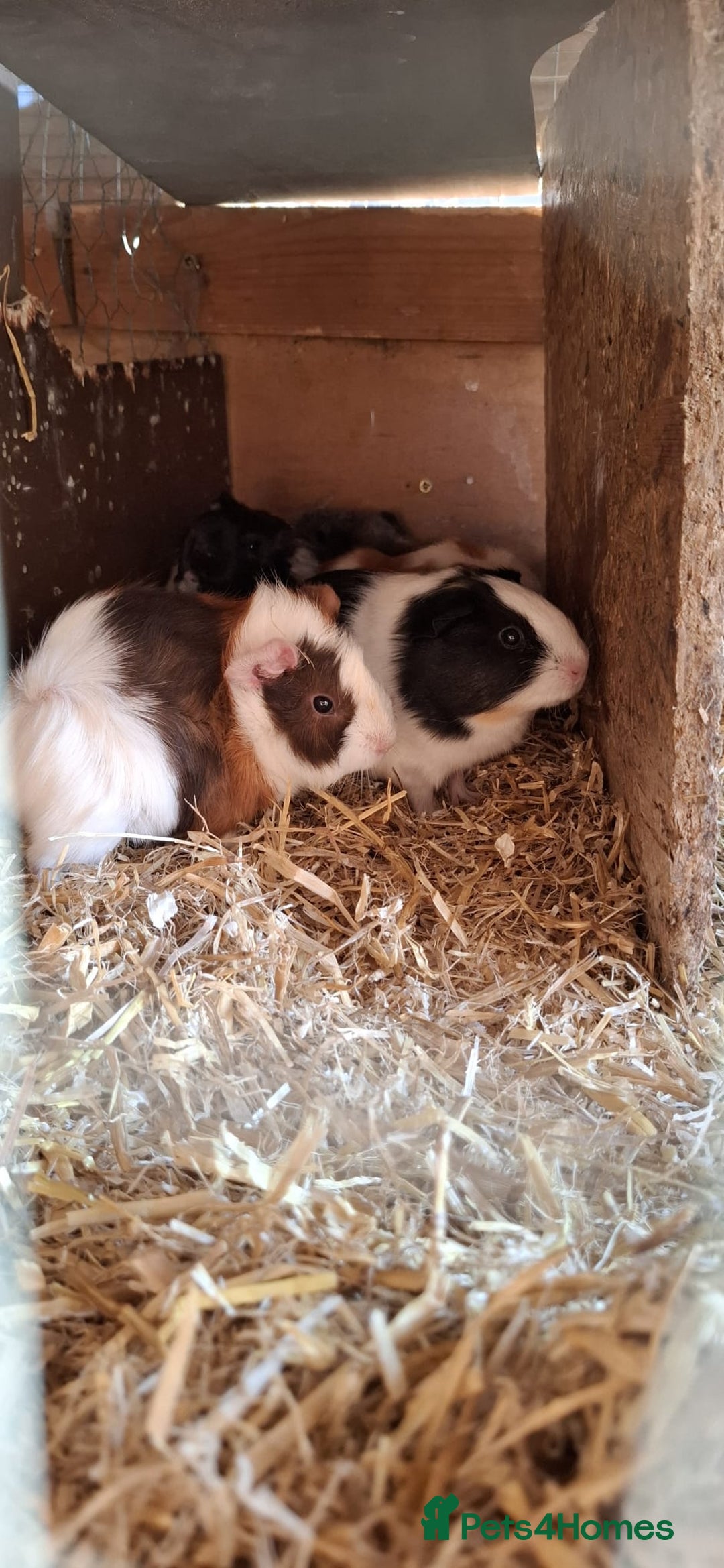 Guinea Pig rodents for sale: Baby guinea pigs  - Image 3