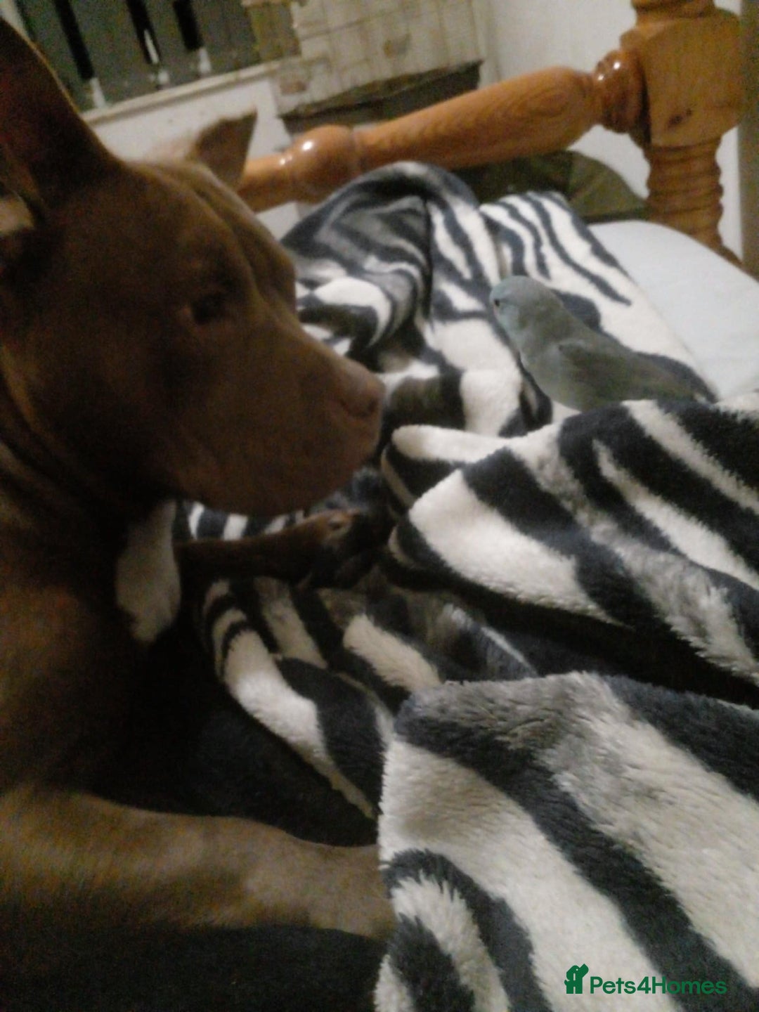 American Bully dogs for sale: Abkc pocket bully bitch  - Advert 2