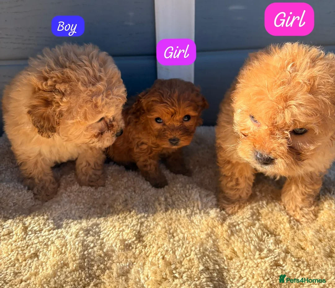 Cockapoo dogs for sale: Cocker poos - Advert 8