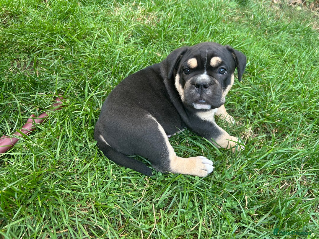 Old Tyme Bulldog dogs for sale: Old Tyme Bulldog puppies for sale - Image 23
