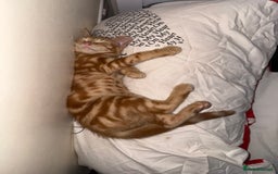 Persian cats for sale: His name is Lilo - Image 4