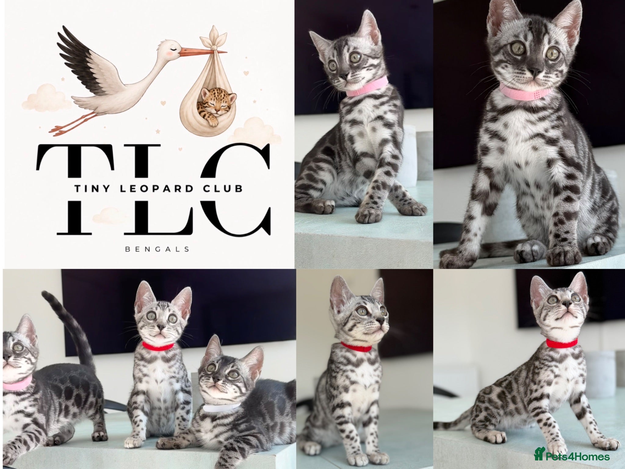 Bengal cats TICA Pedigree Bengals in Silver Charcoal 🖤🤍 - Advert 8