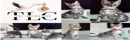 Bengal cats for sale: TICA Pedigree Bengal Girl in Silver 🖤🤍 - Advert 1