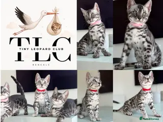 Bengal cats TICA Pedigree Bengals in Silver Charcoal 🖤🤍 - Advert 8