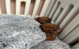 Cavapoo dogs for sale: 5⭐️⭐️⭐️⭐️⭐️F1b Curly Teddy Cavapoo’s DNA/heart  - Image 20