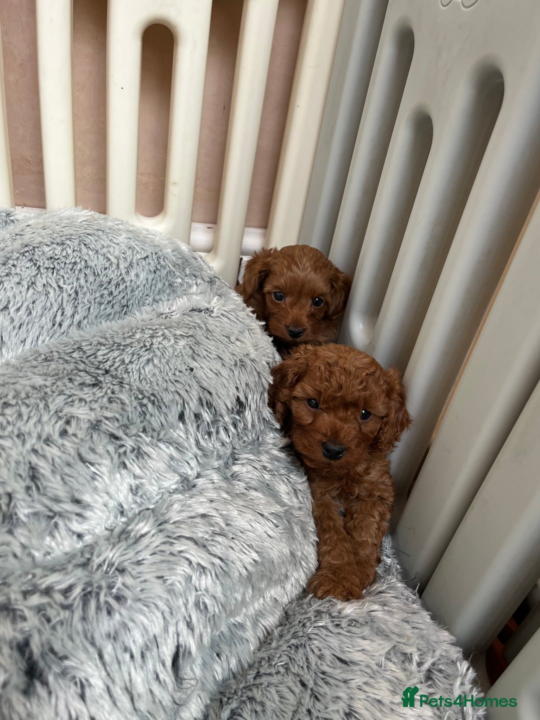 Cavapoo dogs for sale: 5⭐️⭐️⭐️⭐️⭐️F1b Curly Teddy Cavapoo’s DNA/heart  - Image 20