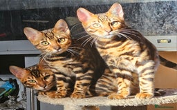 Bengal cats for sale: Brown Rosetted TICA Bengals Ready Now - Advert 3