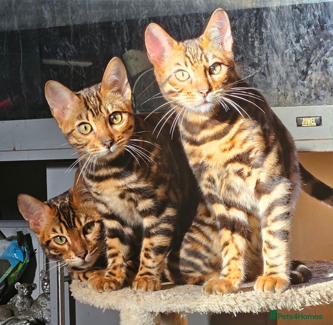 Bengal cats for sale: Brown Rosetted TICA Bengals Ready Now - Advert 3