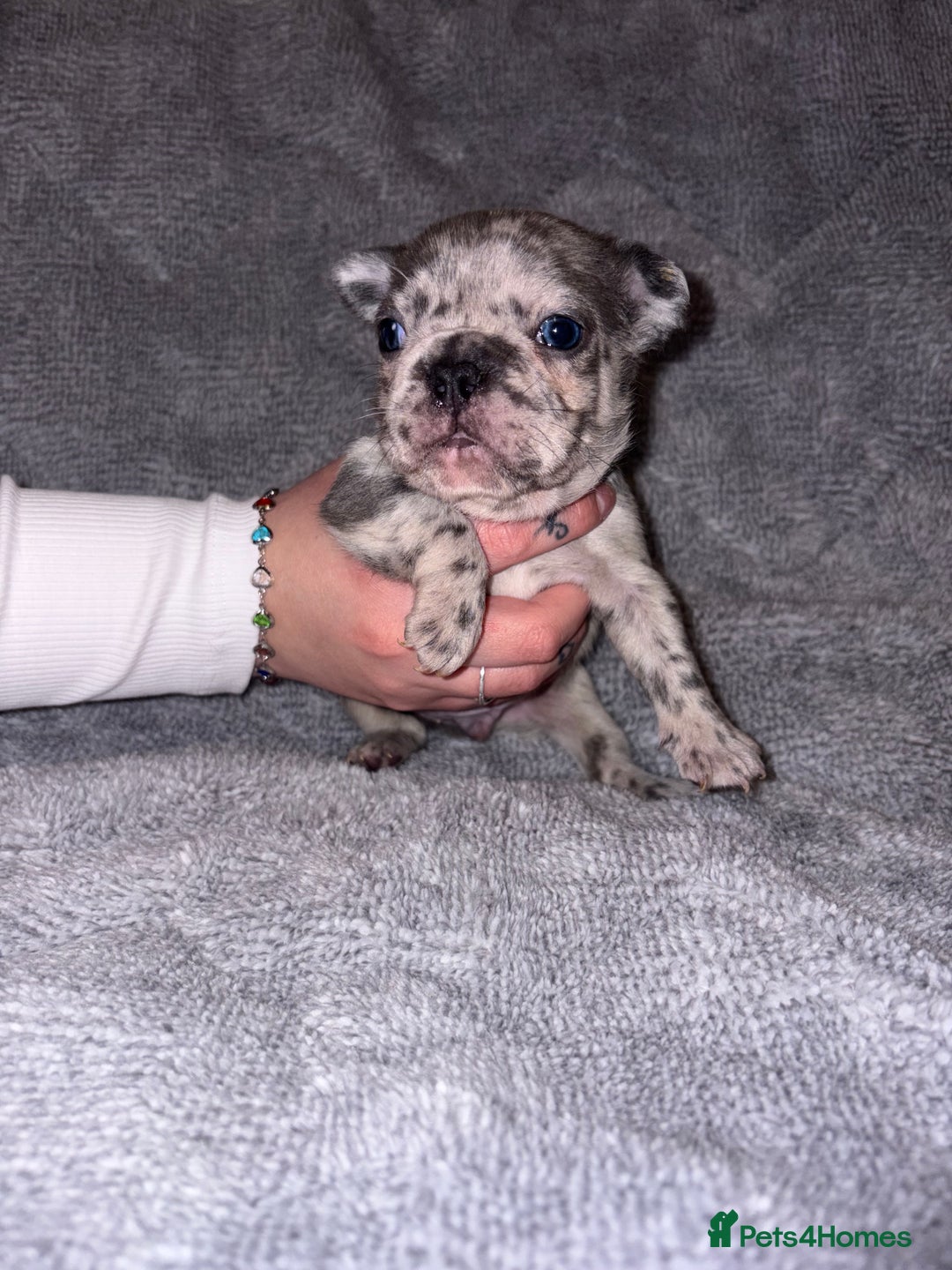 French Bulldog dogs for sale: 🐾French bulldog puppies🐾 ready end of jan - Advert 5