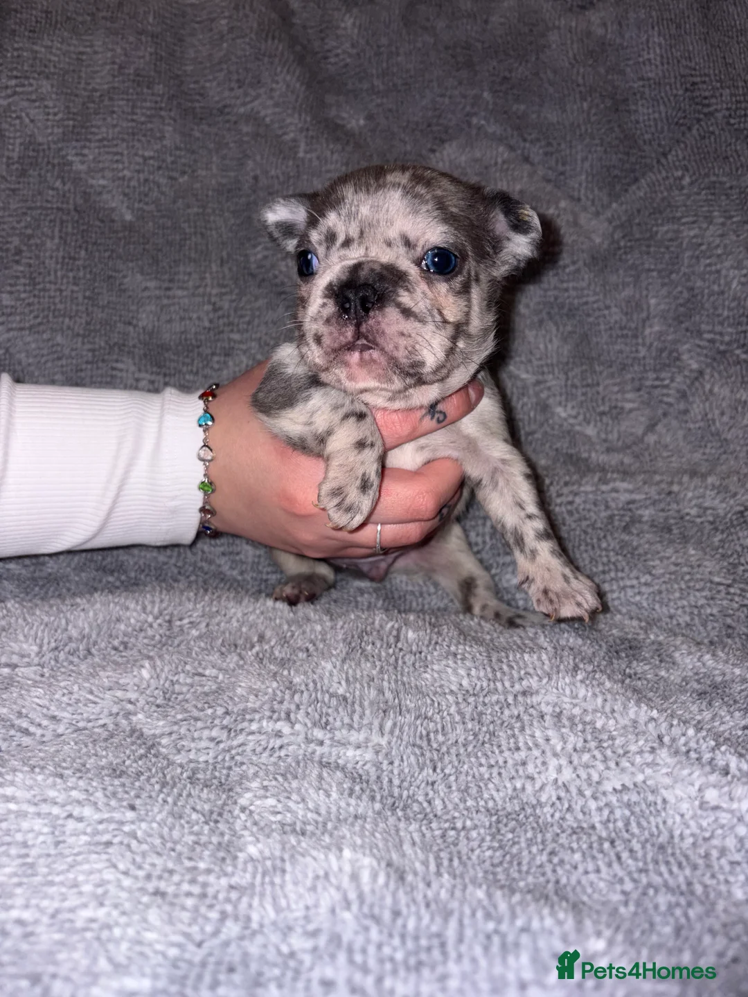 French Bulldog dogs for sale: 🐾French bulldog puppies🐾 ready end of jan - Advert 5