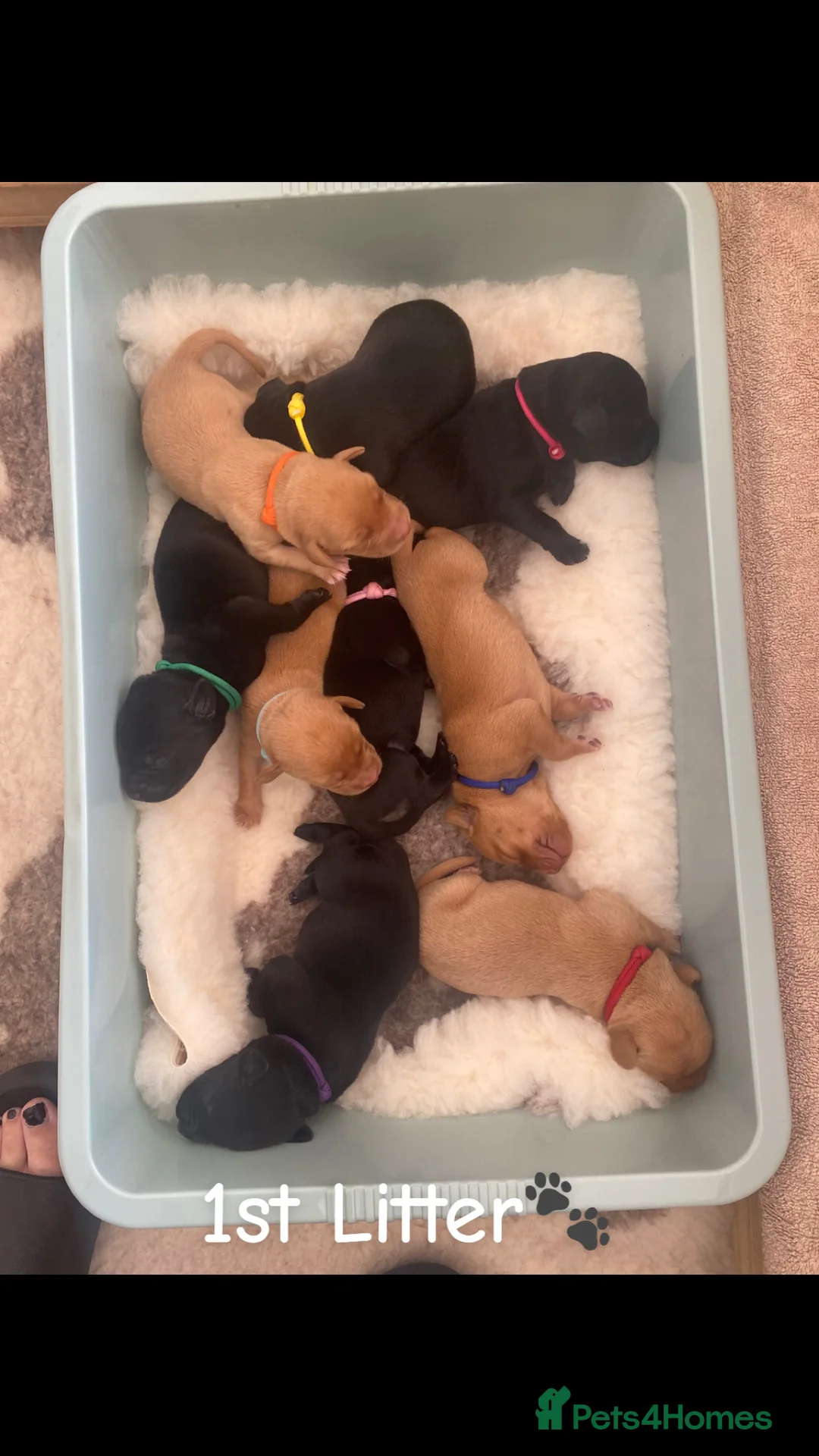 Labrador Retriever dogs for stud: 🌟 Kennel Club Registered Proven Labrador Stud 🌟 in Dundee - Advert 13