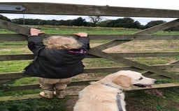 Golden Retriever dogs for sale: Rare & wonderful petite golden retrievers - Image 11