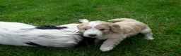 Cockapoo dogs for sale: Cockerpoo puppies. F1 5 boys 2 girls lemon /black  - Advert 29
